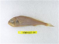 藏品(杜氏叫姑魚)的圖片